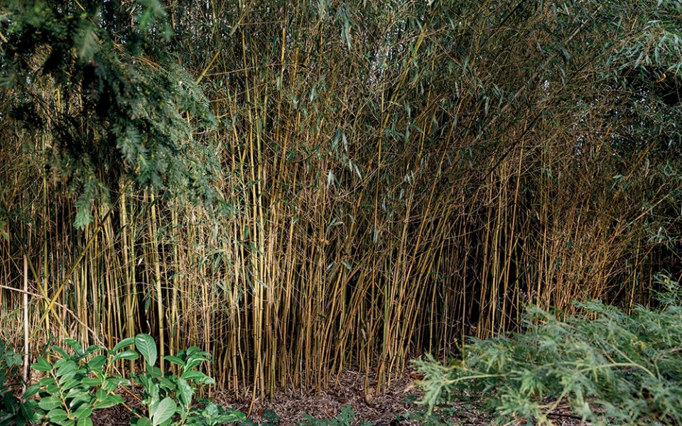 Bambouseraie plantée en 2011. Le système racinaire des bambous permet de filtrer les eaux souillées de l’usine (eaux non toxiques puisque l’entreprise n’utilise plus aucun solvant ni produit chimique dans ses encres) et s’en nourrit pour faire les tiges et les feuilles. « Avant, un camion-citerne de 33 m3 passait tous les mois et partait, avec les boues, alimenter une cimenterie », note Emmanuel Druon.