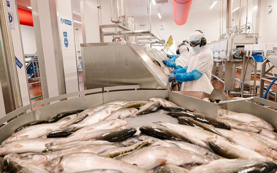 Le réchauffement climatique a un impact direct sur l’élevage des truites, avec des poissons plus petits qu’auparavant. La sécheresse de l’été 2022 a obligé le groupe à s’approvisionner à l’étranger pour ne pas avoir à recourir au chômage partiel.