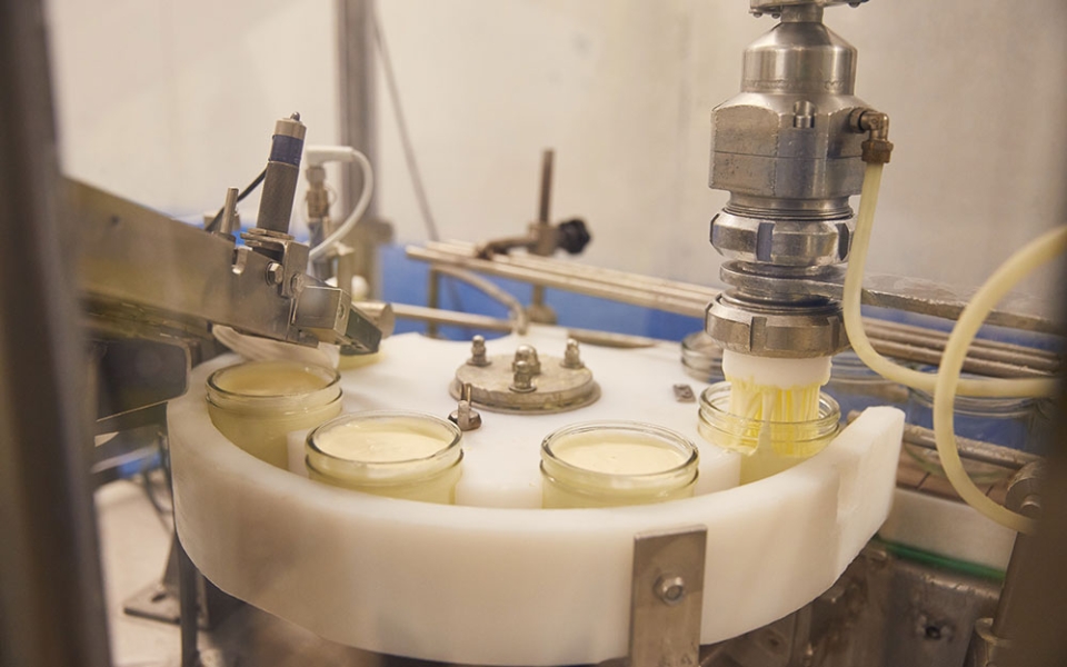Au sein de l’atelier beurrerie-crèmerie, « l’or jaune » coule à flots.