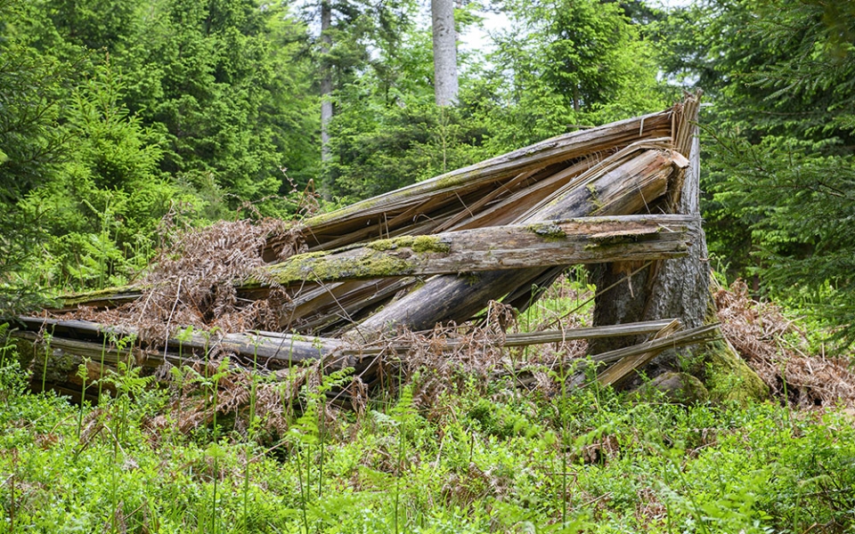 Signe de l’évolution des pratiques, certains bois morts sont conservés sur place comme « arbre bio pour favoriser la bio »diversité. De nombreuses espèces viennent y nicher.