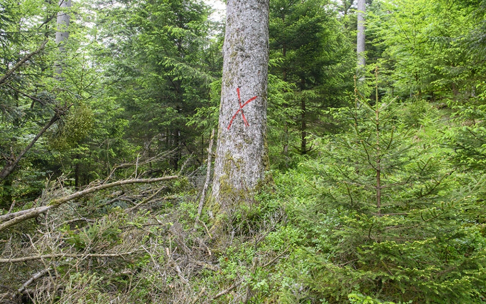 Le technicien forestier détermine et marque les arbres à couper.