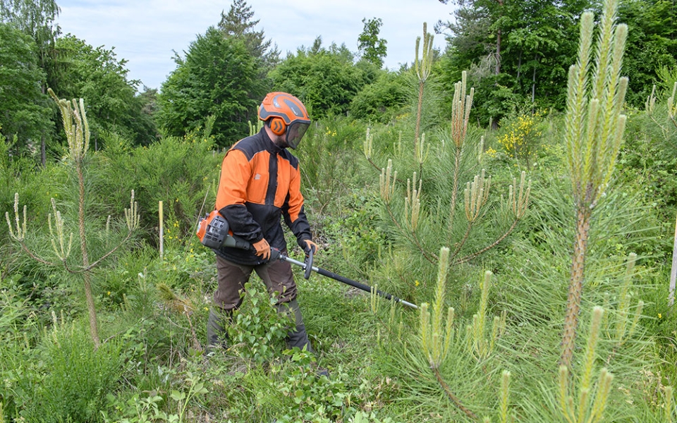 Travaux de dégagement sur une parcelle replantée de pins laricio, une essence méditerranéenne plus résistante à la chaleur. Le sylviculteur débroussaille la végétation au pied des jeunes plants pour permettre leur croissance.
