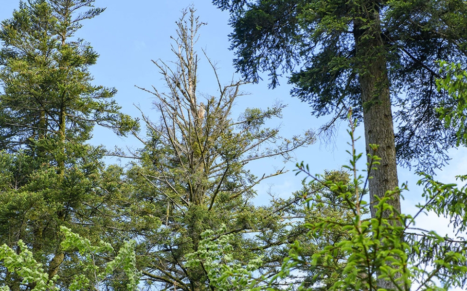 Sous l’effet du stress climatique, la santé des arbres se dégrade. Ici, ce sapin dépérit. Sa cime est asséchée.