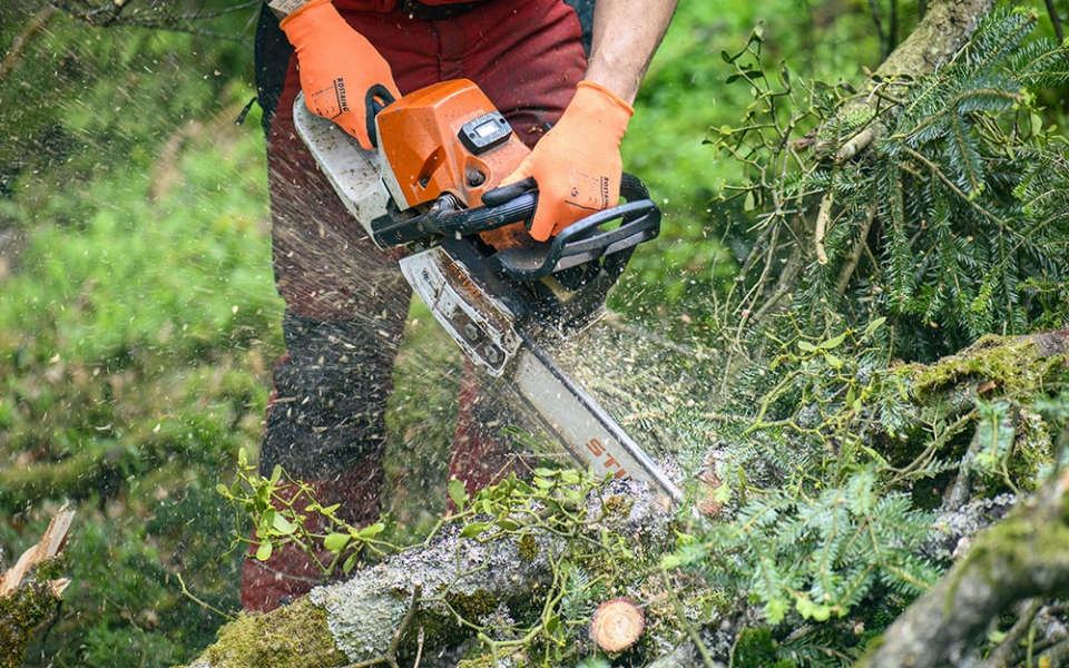 Après l’abattage, le bois est façonné et découpé sur place : la partie basse du tronc est destinée à la construction de charpente. Les parties moins nobles de l’arbre seront utilisées pour des palettes.