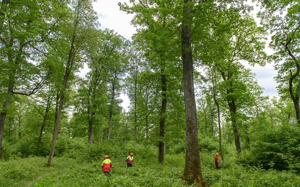 Le réchauffement climatique épuise les arbres et les sols. Le manque d’eau impacte la masse foliaire des arbres (les feuilles), qui se réduit.