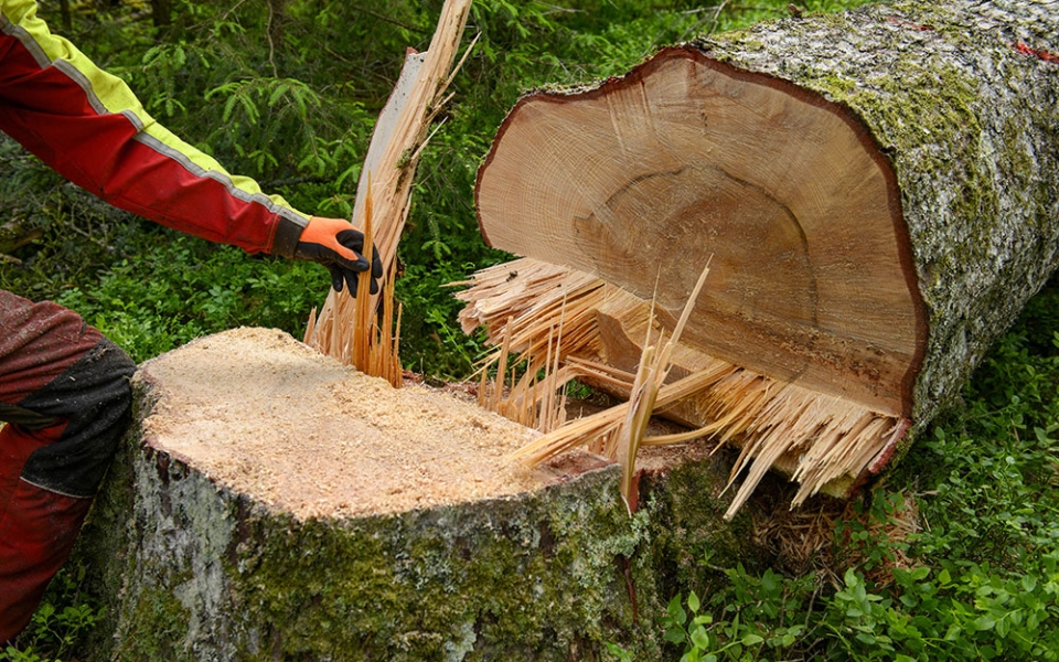 Le bûcheron a déterminé l’endroit de la chute de son arbre pour, à la fois assurer sa sécurité, faciliter le débardage (l’évacuation) et ne pas abîmer la « régénération » spontanée de la forêt.
