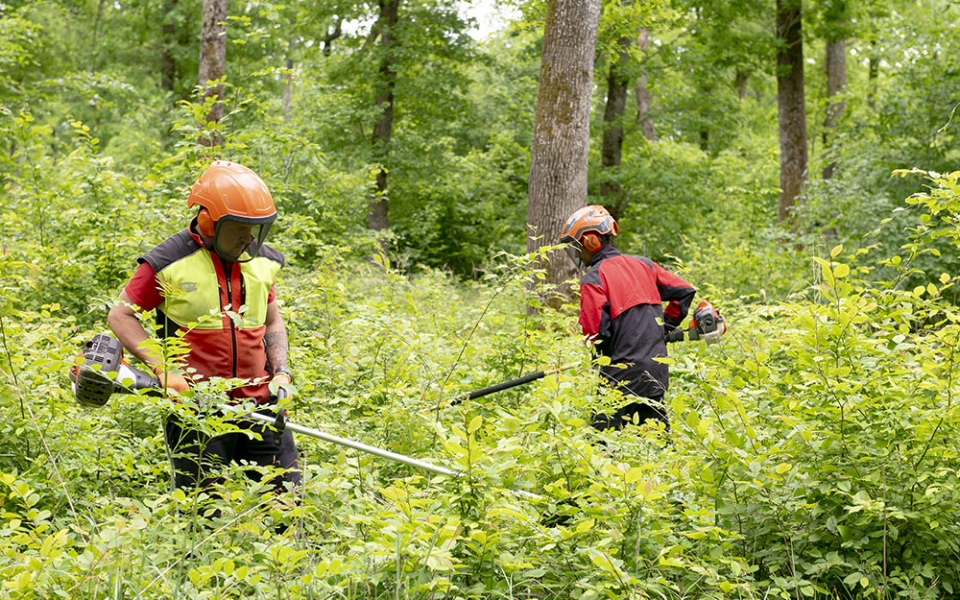 Travaux de sylviculture (débroussaillage) dans une forêt naturelle de chênes du Grand Est. Cette région est la seule de France où la forêt publique est plus étendue (55 %) que la forêt privée. Sur les 17,6 millions d’hectares de forêt métropolitaine, les trois quarts sont privés. Le dernier quart se partage entre les forêts domaniales (État) et communales.