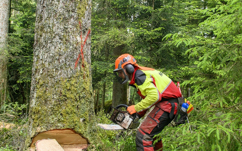 La forêt est devenue plus dangereuse : les bûcherons doivent être très vigilants. Les arbres secs, les branches mortes causent régulièrement des accidents. « Le dépérissement de la forêt s’apparente à une tempête silencieuse, s’alarme Jean-Louis Gervasoni. On compte autant d’arbres morts par an que lors des deux tempêtes de 1999. »