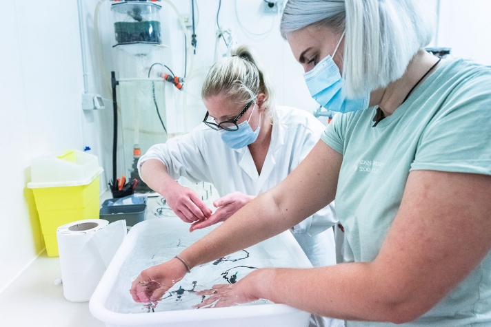 Les chercheuses multiplient les variables et les expositions au « stress » (modification de l’alimentation, maladie…). Elles déterminent les capacités de survie et de résilience des mollusques. Ceux-ci sont, par exemple, exposés à l’ostreid herpesvirus, une maladie qui frappe l’huître creuse. Le changement de pH l’oblige à une dépense d’énergie supplémentaire pour calcifier sa coquille et diminue sa résistance au virus.
