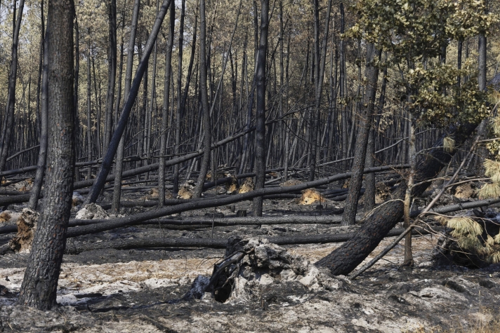Dans les départements des Landes et de la Gironde, près de 50 000 hectares de forêts ont brûlé à la fin du mois de juillet – deux fois plus que lors des mégafeux de 2022.