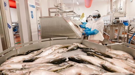 Né il y a plus de quarante ans dans les Landes, le groupe Aqualande s’est rapidement imposé comme leader européen de l’aquaculture.